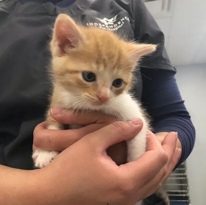 Independence Pet Hospital Picture 9