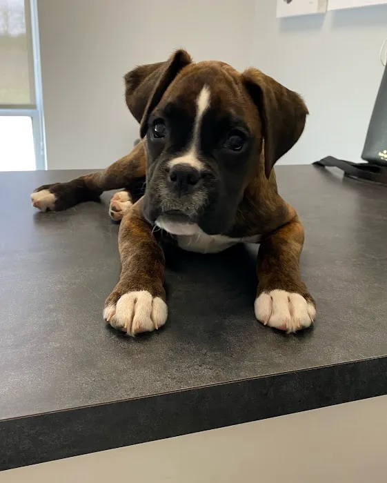 Independence Pet Hospital Picture 8