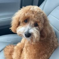 Independence Pet Hospital ico