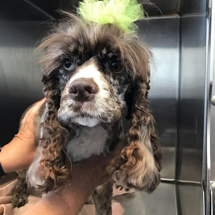 Independence Pet Hospital Picture 4