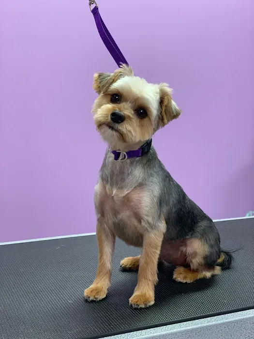 Pawsome Pet Supplies & Grooming Picture 6