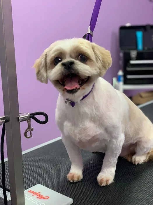 Pawsome Pet Supplies & Grooming Picture 5