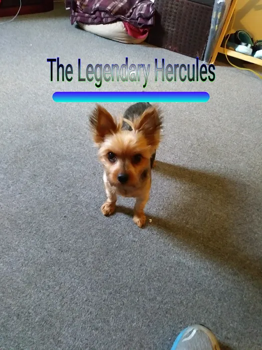 Pawsome Pet Supplies & Grooming Picture 9