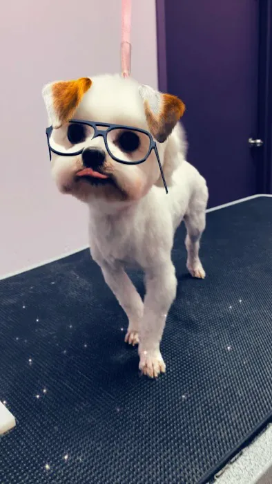 Pawsome Pet Supplies & Grooming Picture 8