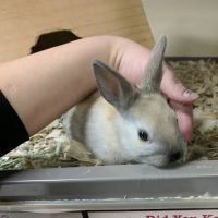 Pawsome Pet Supplies & Grooming ico