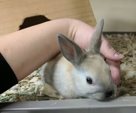Pawsome Pet Supplies & Grooming