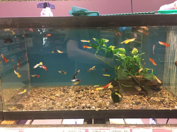 Pawsome Pet Supplies & Grooming Picture 3