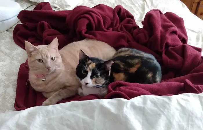 Twin Maples Veterinary Hospital Picture 2