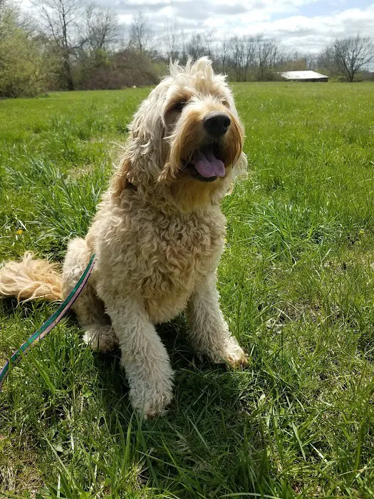 Dog Lady's Pet Camp Picture 3