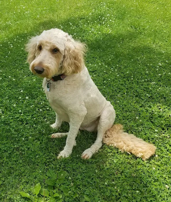 Dog Lady's Pet Camp Picture 6