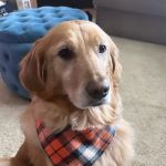 Dog Lady's Pet Camp