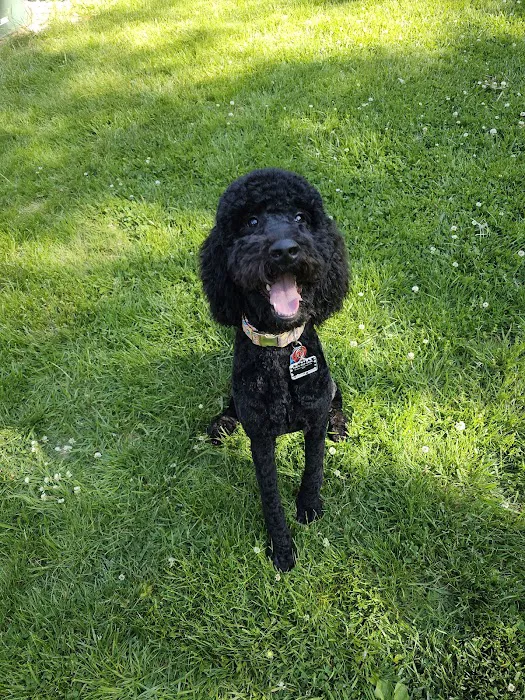 Dog Lady's Pet Camp Picture 4