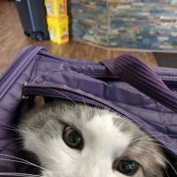 Printz Veterinary Services ico