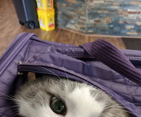 Printz Veterinary Services
