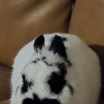 Happy Paws and Claws