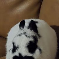 Happy Paws and Claws ico