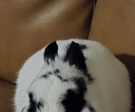Happy Paws and Claws