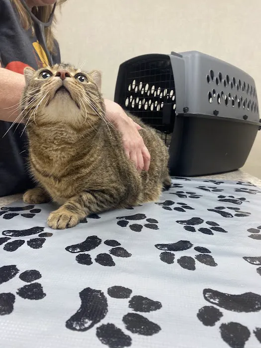 Northmont Animal Clinic Picture 4