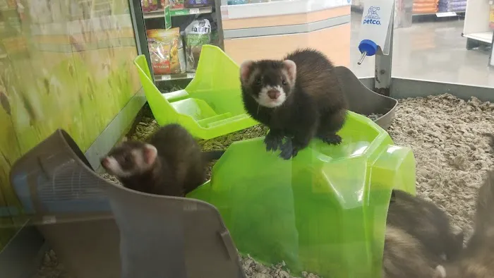 Petco Picture 1