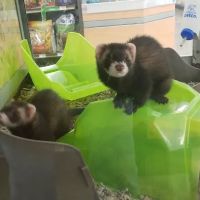 Petco ico