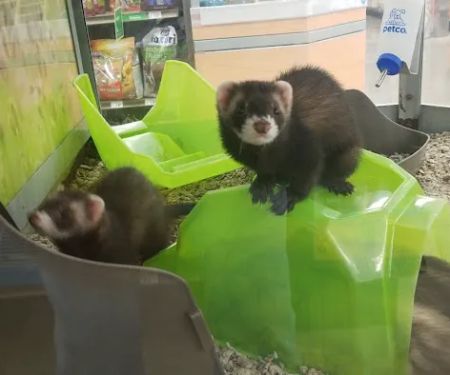 Petco