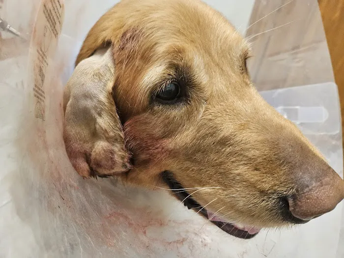 North Main Animal Clinic Picture 5