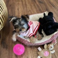 Shiloh Animal Hospital ico