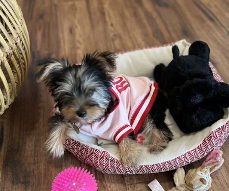 Shiloh Animal Hospital