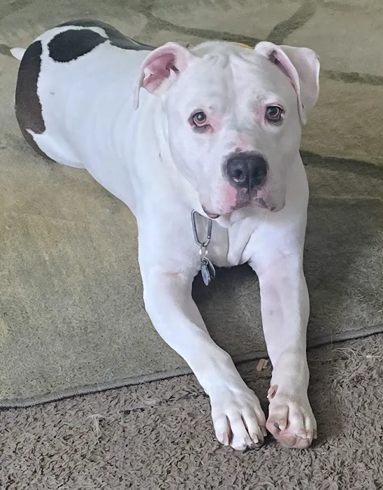 Shiloh Animal Hospital Picture 7