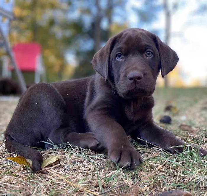 Shiloh Animal Hospital Picture 8