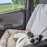 Darke County Veterinary Service, LLC ico