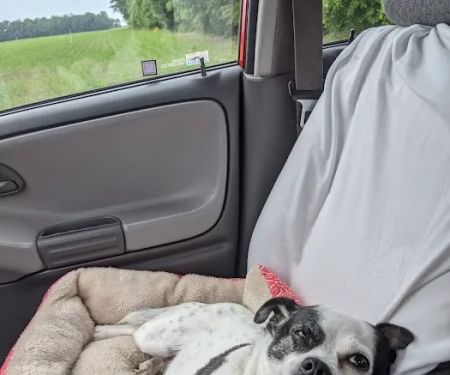 Darke County Veterinary Service, LLC