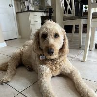 Animal Medical Center of Springboro ico