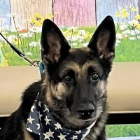 Animal Eye Institute of Dayton ico