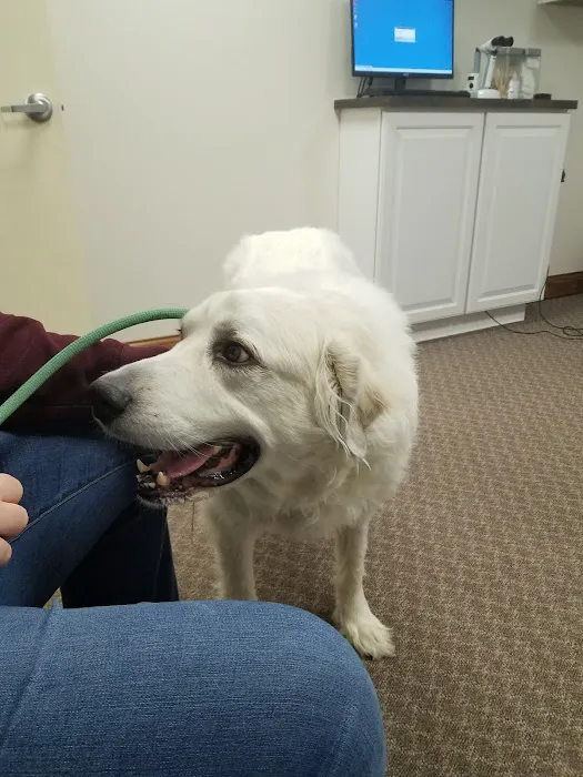 Animal Eye Institute of Dayton Picture 6