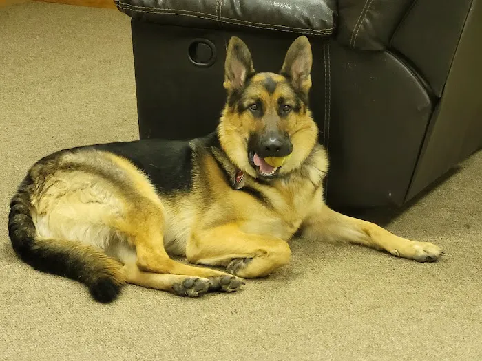 Dixie Veterinary Clinic Picture 1