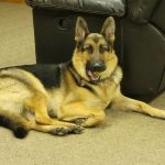 Dixie Veterinary Clinic