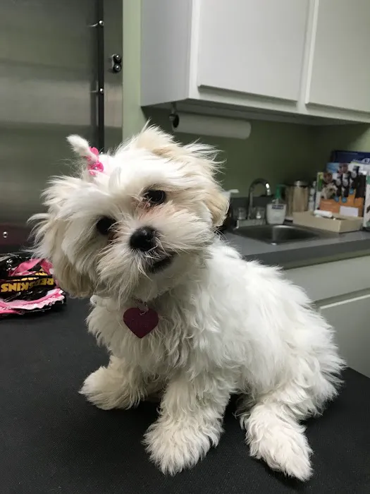 Dixie Veterinary Clinic Picture 3