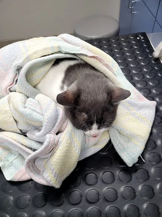 Dixie Veterinary Clinic Picture 4