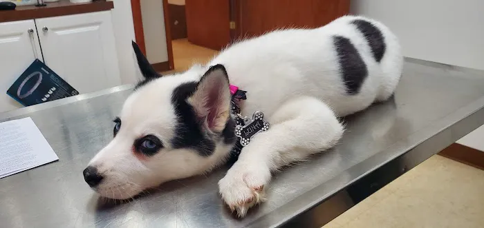 Woodridge Veterinary Hospital Picture 1