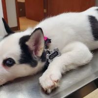 Woodridge Veterinary Hospital ico