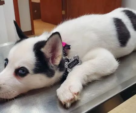 Woodridge Veterinary Hospital