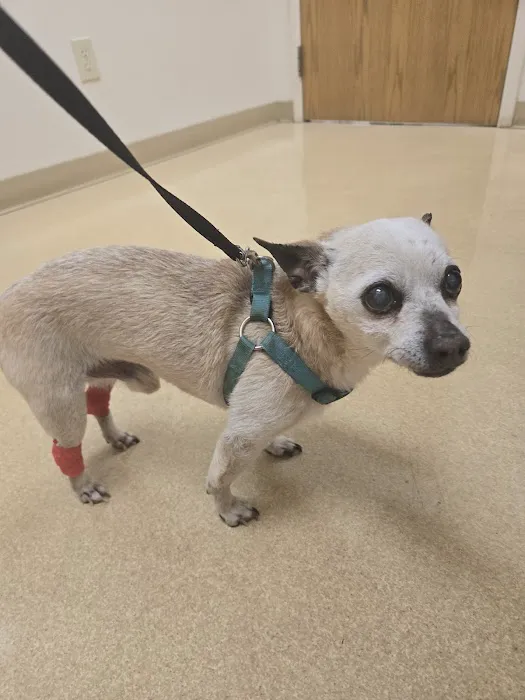 VCA Lakota Hills Animal Hospital Picture 8