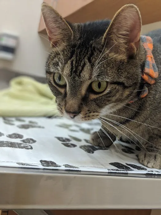 VCA Lakota Hills Animal Hospital Picture 9