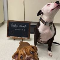 Liberty Veterinary Hospital ico