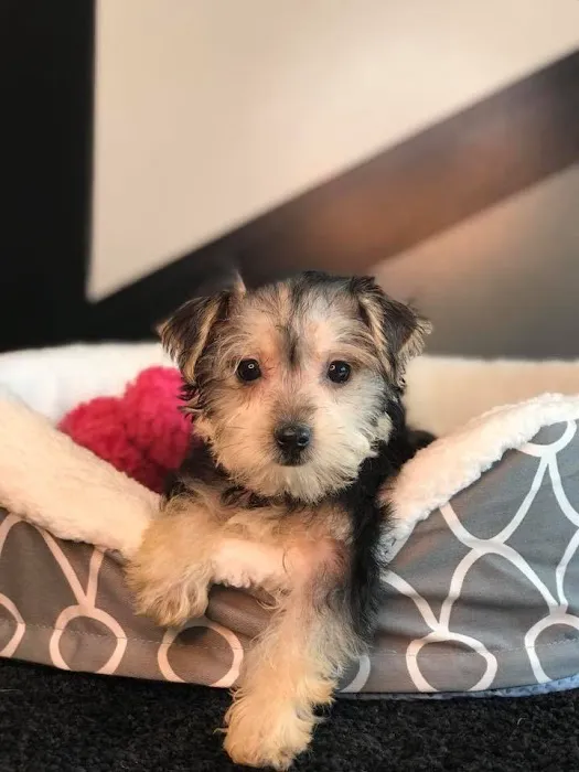 Your New Puppy Picture 1