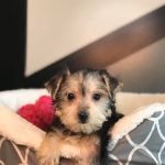 Your New Puppy