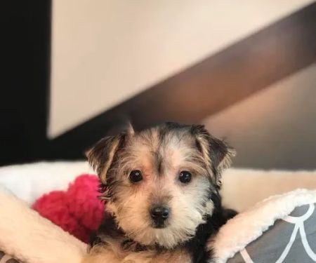 Your New Puppy