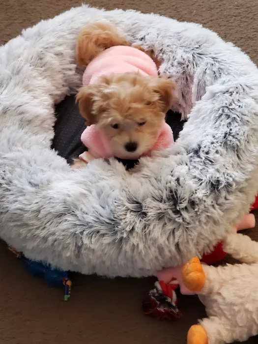 Your New Puppy Picture 2