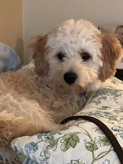 Your New Puppy Picture 7